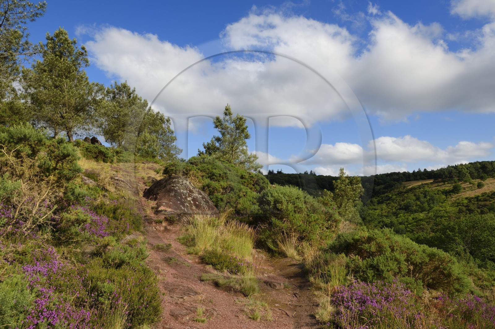 France, Morbihan (56), forêt de Brocéliande, Tréhorenteuc, la lande du Val sans retour