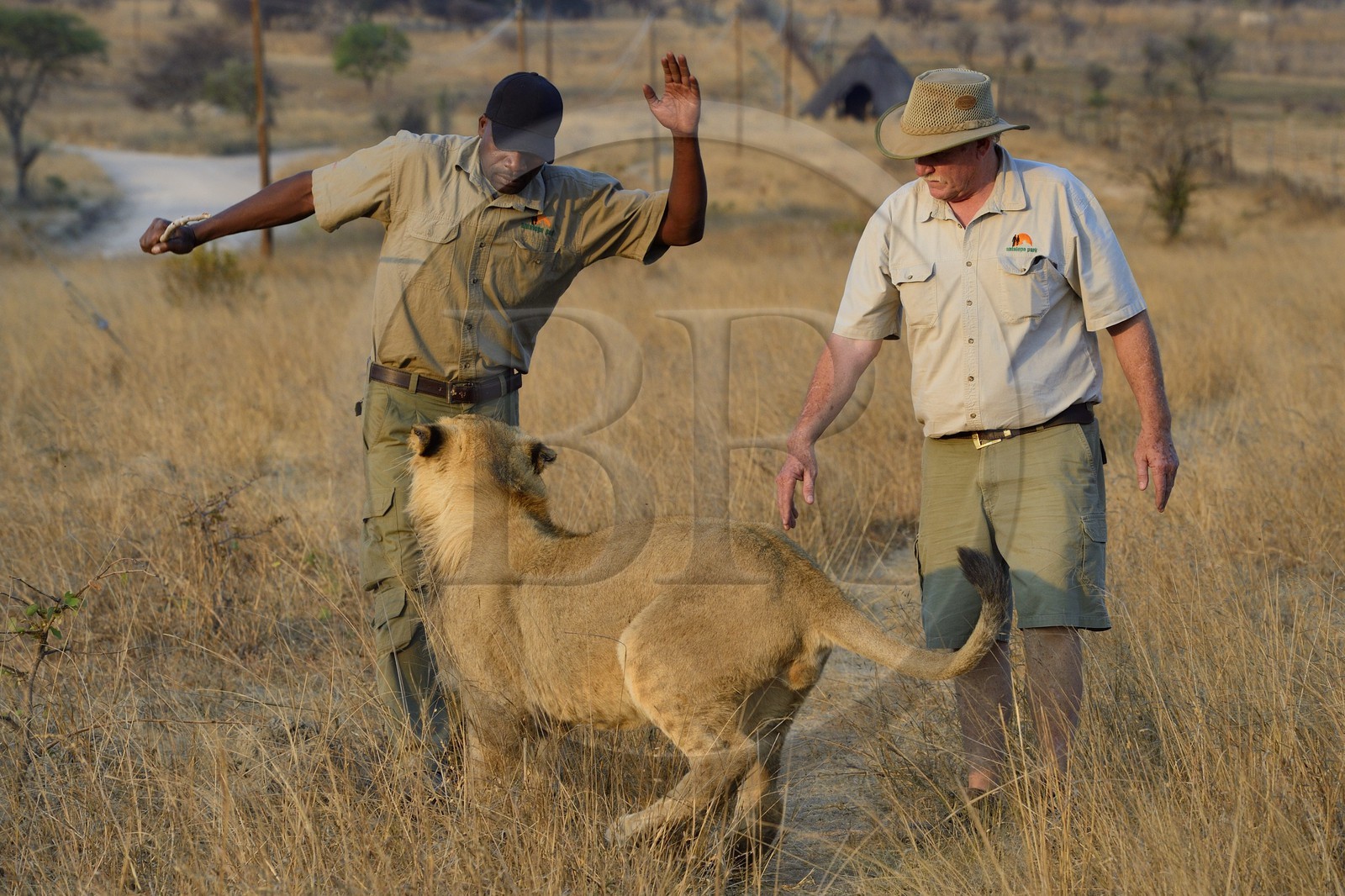 Zimbabwe, province des Midlands, Gweru, Antelope Park qui abrite ALERT (African Lion and Environmental Research Trust), marche à pied en compagnie de lions dans la brousse, le managing director Gary Jones et des guides - dresseurs