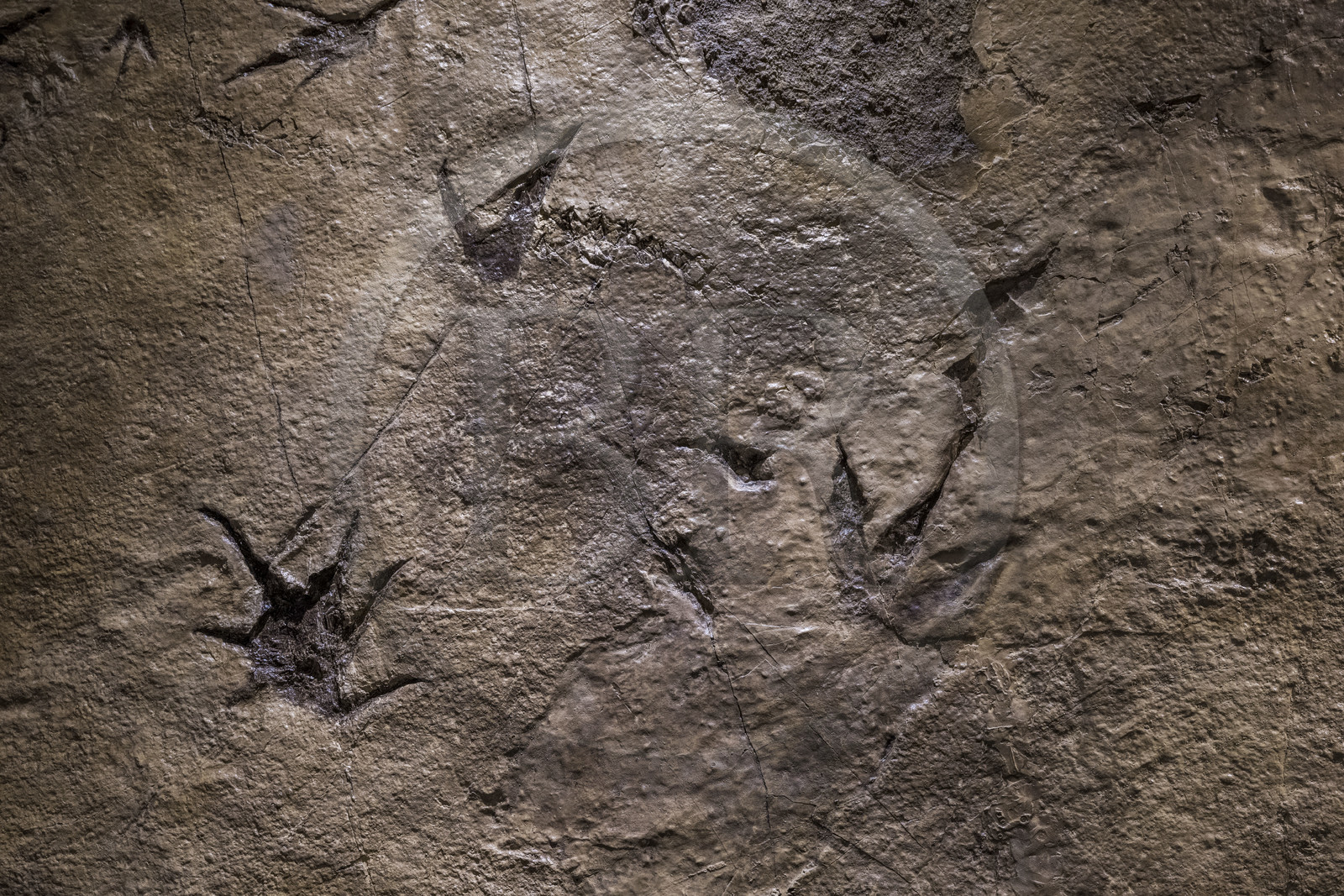 France, Aveyron (12), Millau, musée de Millau et des Grands Causses installé dans l'Hotel de Pegayrolles, empreintes de dinosaures