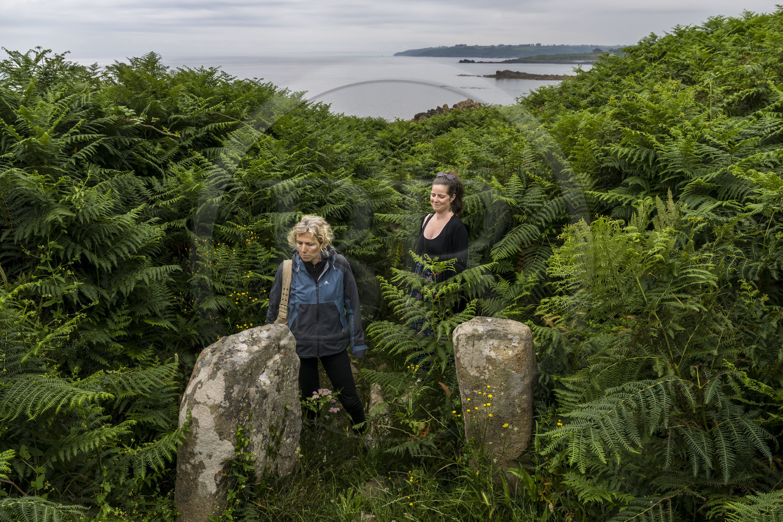 France, Finistère (29), Plougasnou, Primel-Trégastel, la Pointe de Primel à l'extrémité de la Baie de Morlaix, vestiges d'une allée couvertes de  fougères géantes sur le chemin de randonnée GR 34