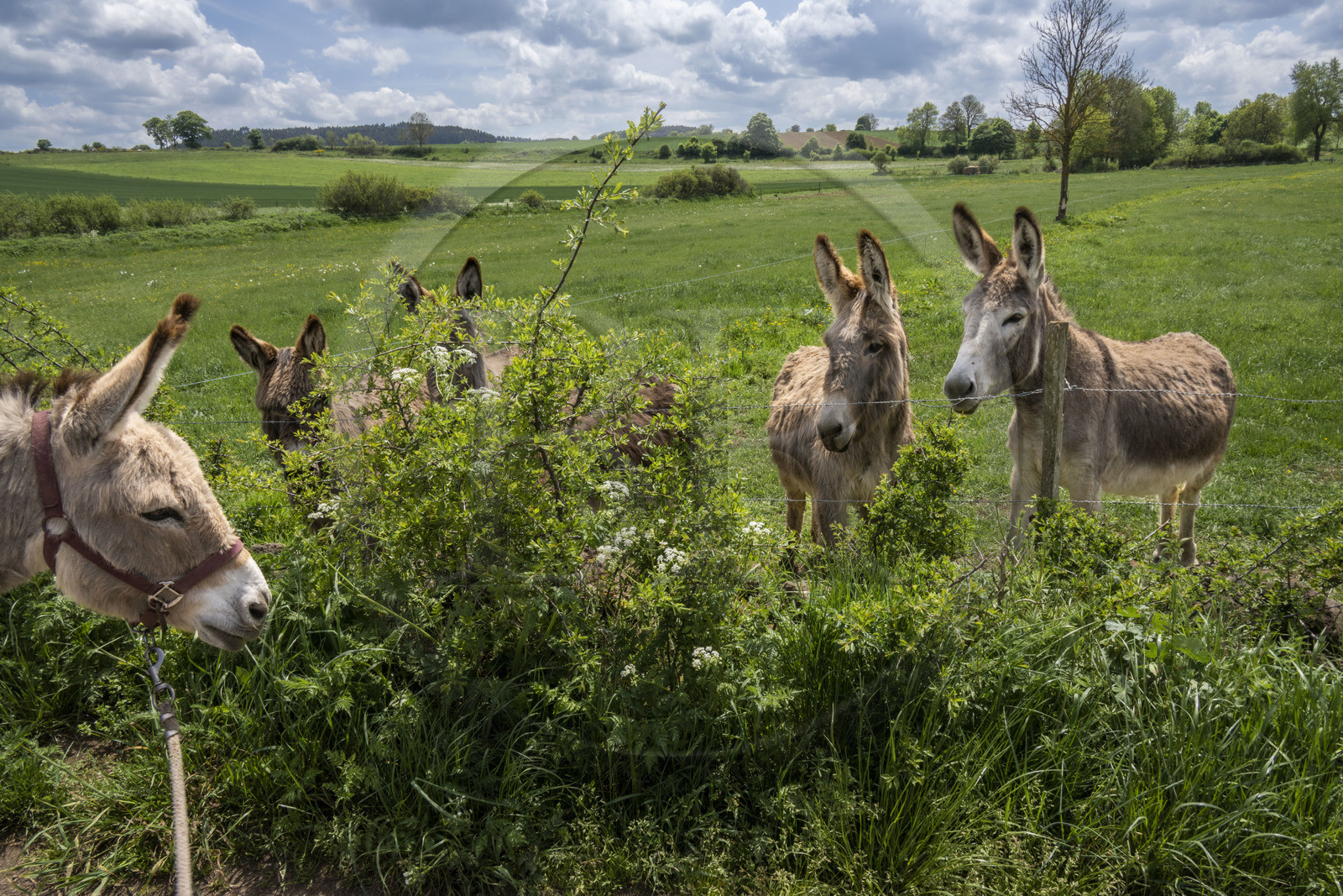 France, Haute-Loire (43), Bargettes, randonnée avec un âne sur le chemin de Stevenson (GR 70), l'âne Anatole rencontre des congénères