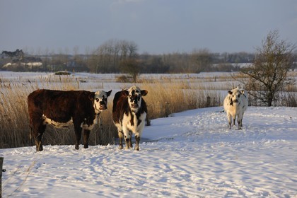 France, Manche (50), Cotentin, Sainte-Marie-du-Mont, marais du Grand Vey, vaches
