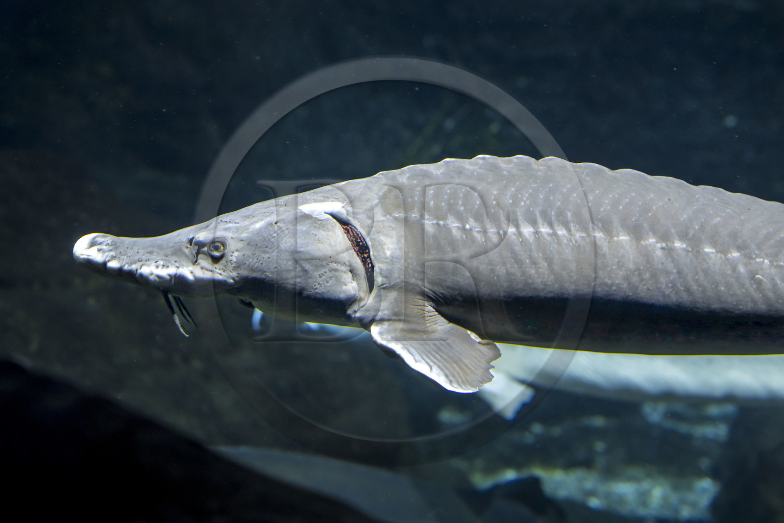 Espagne, Catalogne, Barcelone, Port Vell, l'aquarium, Esturgeon de Sibérie (Acipenser baerii)