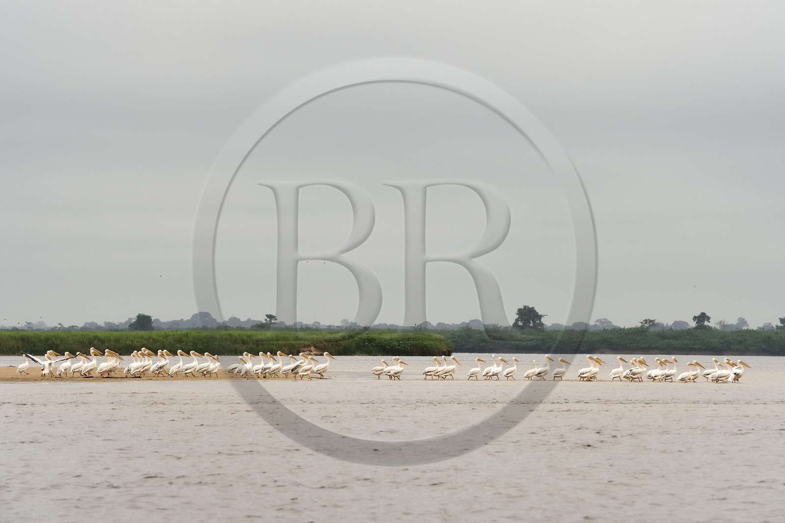 Gabon, Province du Moyen-Ogooué, région de Lambaréné, le fleuve Ogooué, formation de pélicans sur un banc de sable