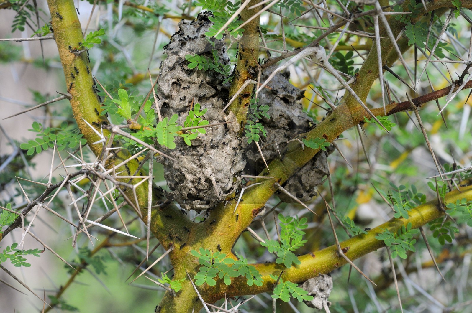 Tanzania, Selous Game Reserve is one of the largest fauna reserves of the world and designated a UNESCO World Heritage Site in 1982, ants nest in acacia