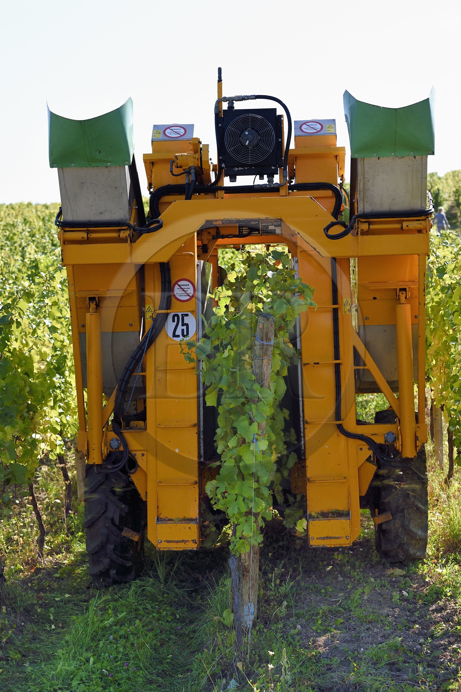 France, Haut Rhin, the Alsace Wine Route, Hunawihr, labelized the Most Beautiful Villages of France, harvesting with a mechanical grape harvester