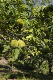 France, Haute Corse, Castagniccia, Valle d’Orezza, chestnuts