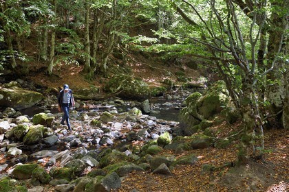 France, Cantal, Parc Naturel Régional des Volcans d'Auvergne (regional nature park of Auvergne volcanoes), Brezons valley, hamlet of Sanissage, Livernade stream at the Saut de la Truite (trout jump) waterfall