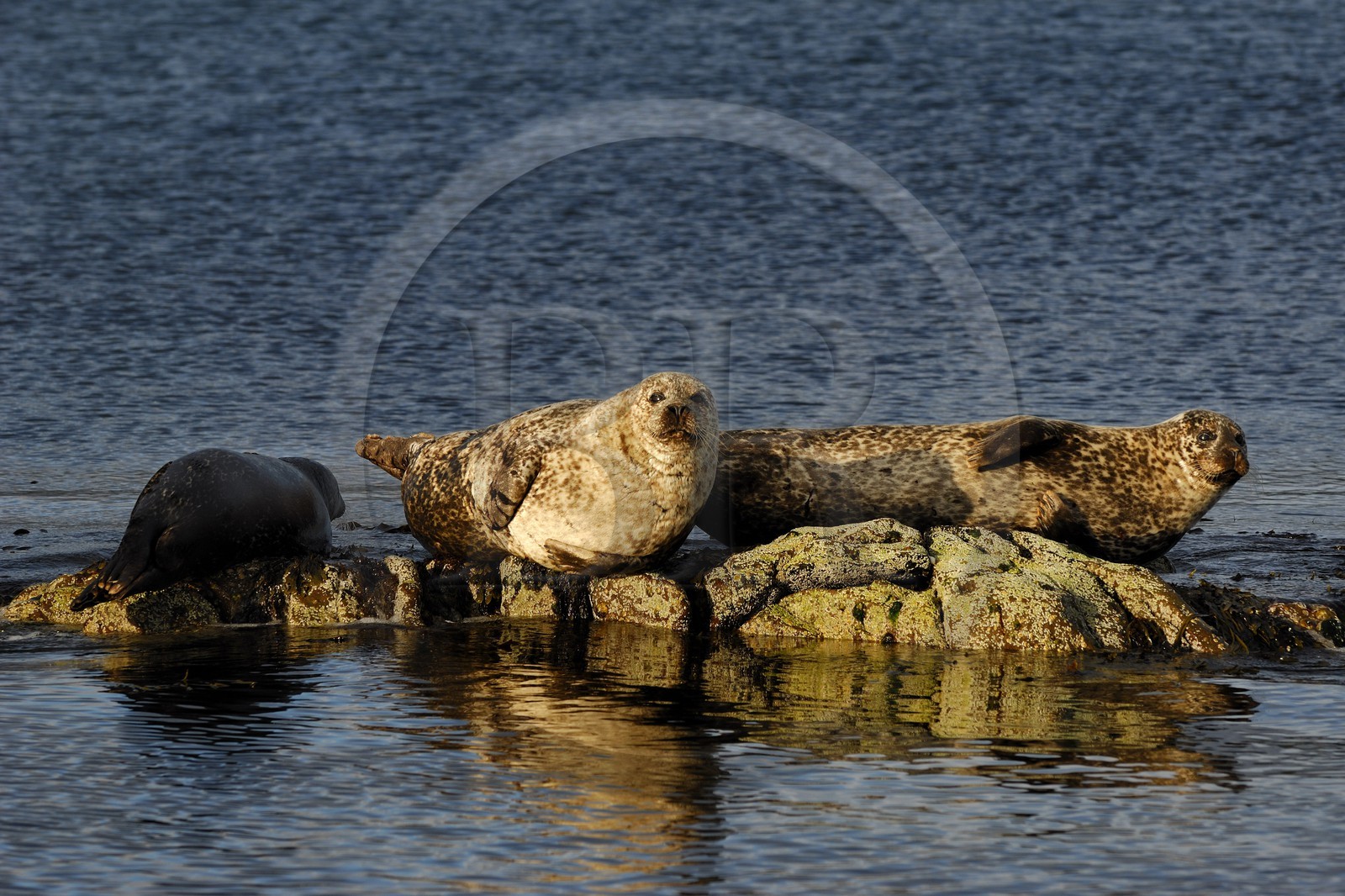 Royaume-Uni, Ecosse, les Shetland, phoque commun (Phoca vitulina)