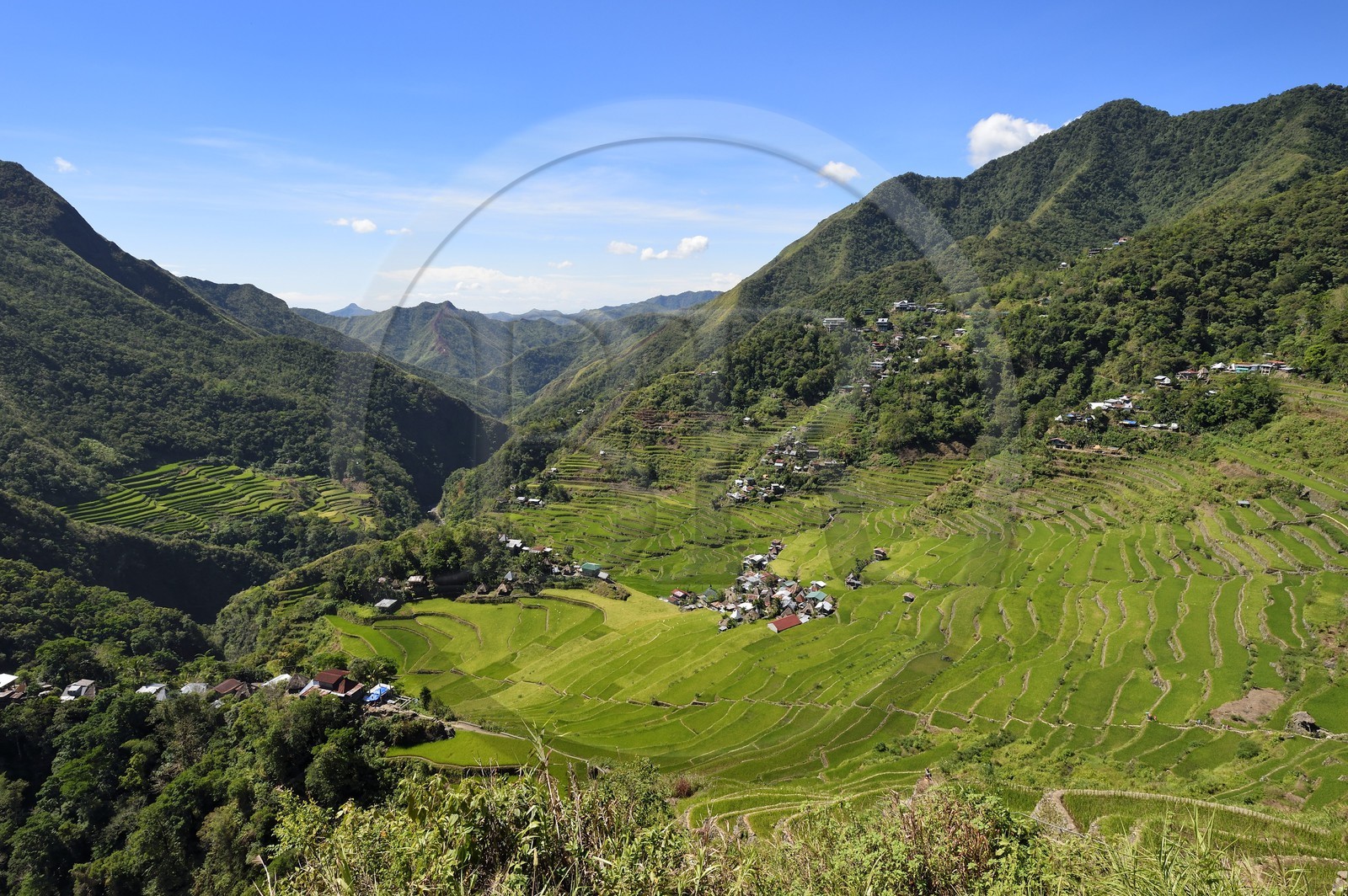 Philippines, province d'Ifugao, les rizières en terrasses de Banaue autour du village de Batad, classées Patrimoine Mondial de l'UNESCO, alimentées par un ancien système d'irrigation depuis la forêt tropicale au-dessus des terrasses