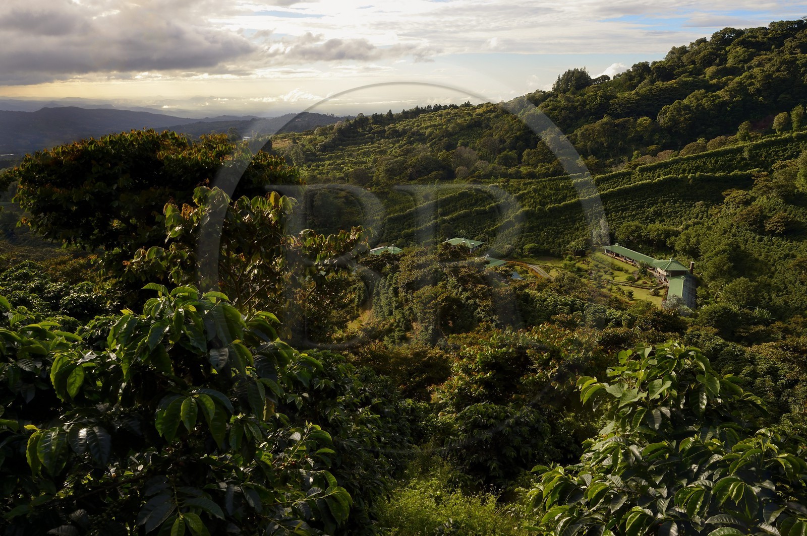 Panama, province de Chiriqui, Boquete, la plantation de café Finca Lerida sur les pentes du volcan Baru, l'hotel