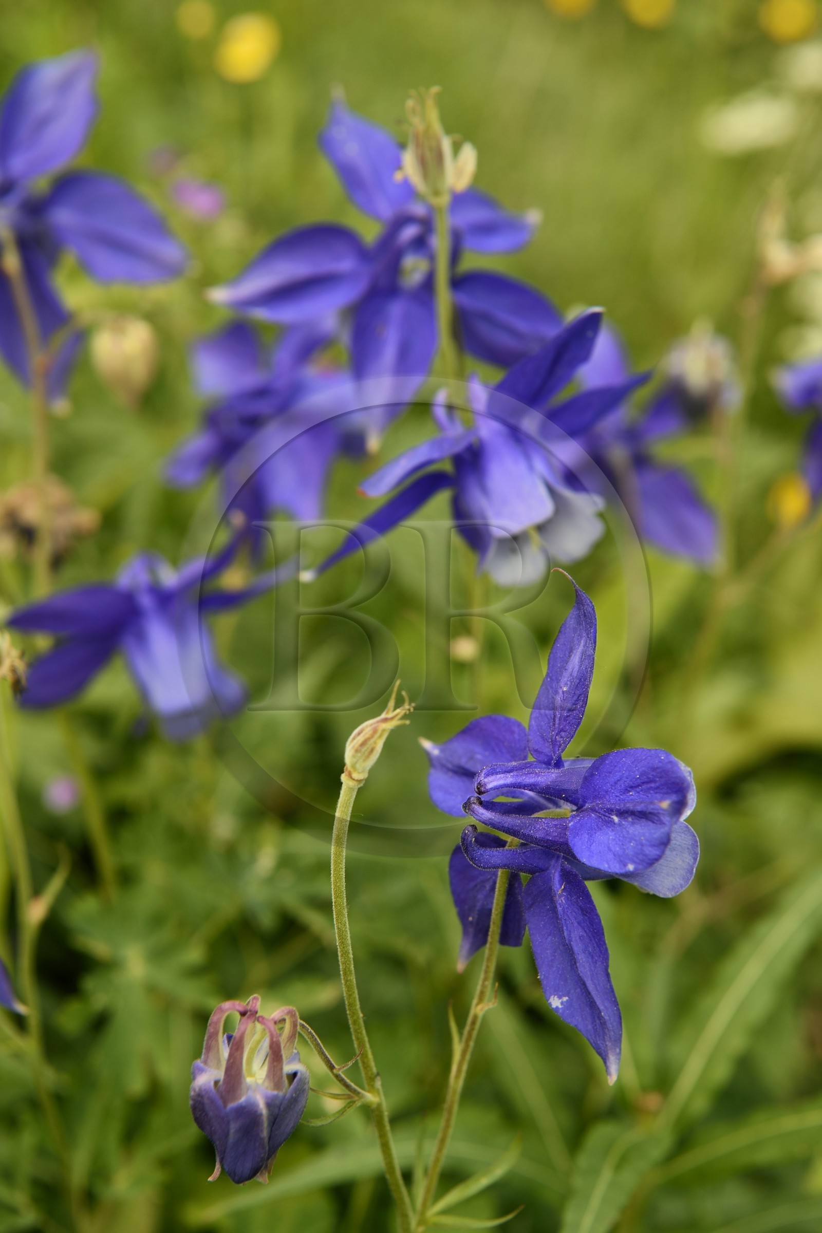 France, Alpes-Maritimes (06), parc national du Mercantour, vallée de la Valmasque, ancolie des Alpes (Aquilegia alpina)