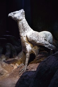 Royaume-Uni, Hertfordshire, Leavesden, Leavesden Film Studios, Harry Potter Studio Tour London, les coulisses du tournage des 8 films de Harry Potter, la mythique Forêt Interdite, Buck l’Hippogriffe