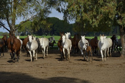Espagne, Andalousie, province de Séville, Utrera, le haras Ayala (Yeguada Ayala), Pure race espagnole ou PRE (Pura Raza Espanola)