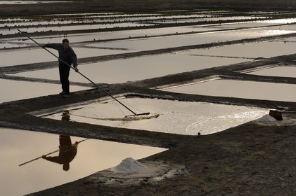 France, Charente-Maritime (17), Ile Madame, la ferme-auberge aquacole de M et Mme Jean Pierre Mineau, récolte de sel par le paludier