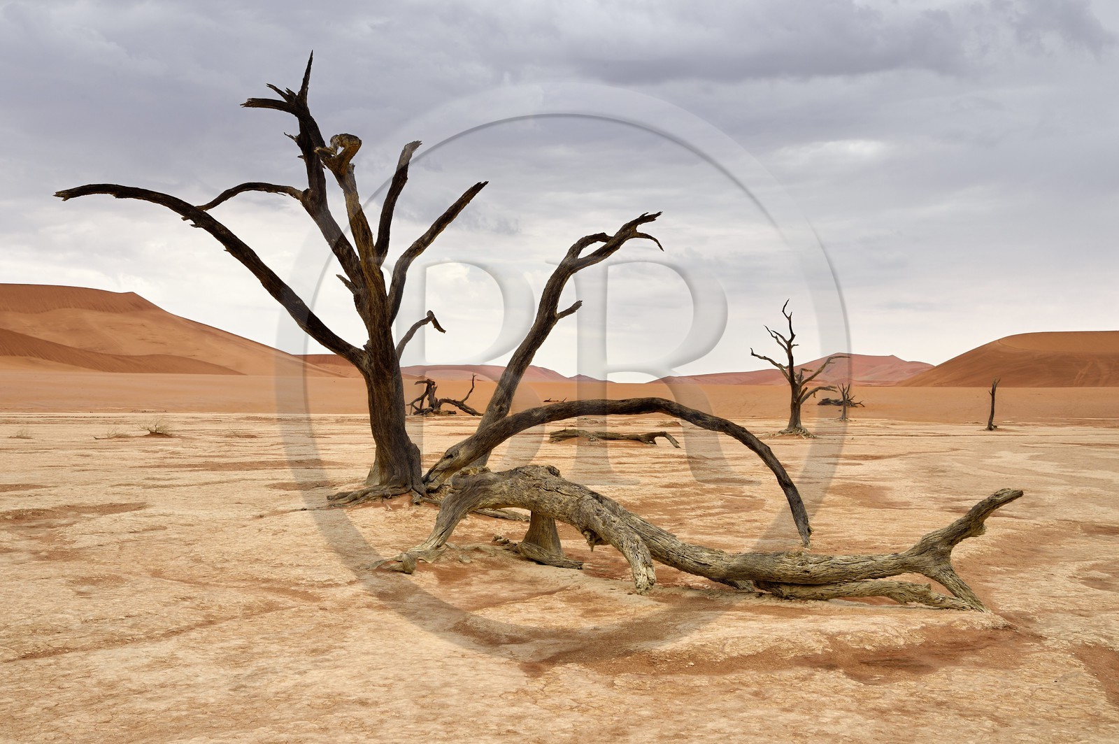 Namibia, Hardap region, Namib desert, Namib-Naukluft national park, Namib Sand Sea listed as World Heritage by UNESCO, Sossusvlei dunes, Dead Vlei, Camelthorn Acacia (Acacia erioloba) dead trees