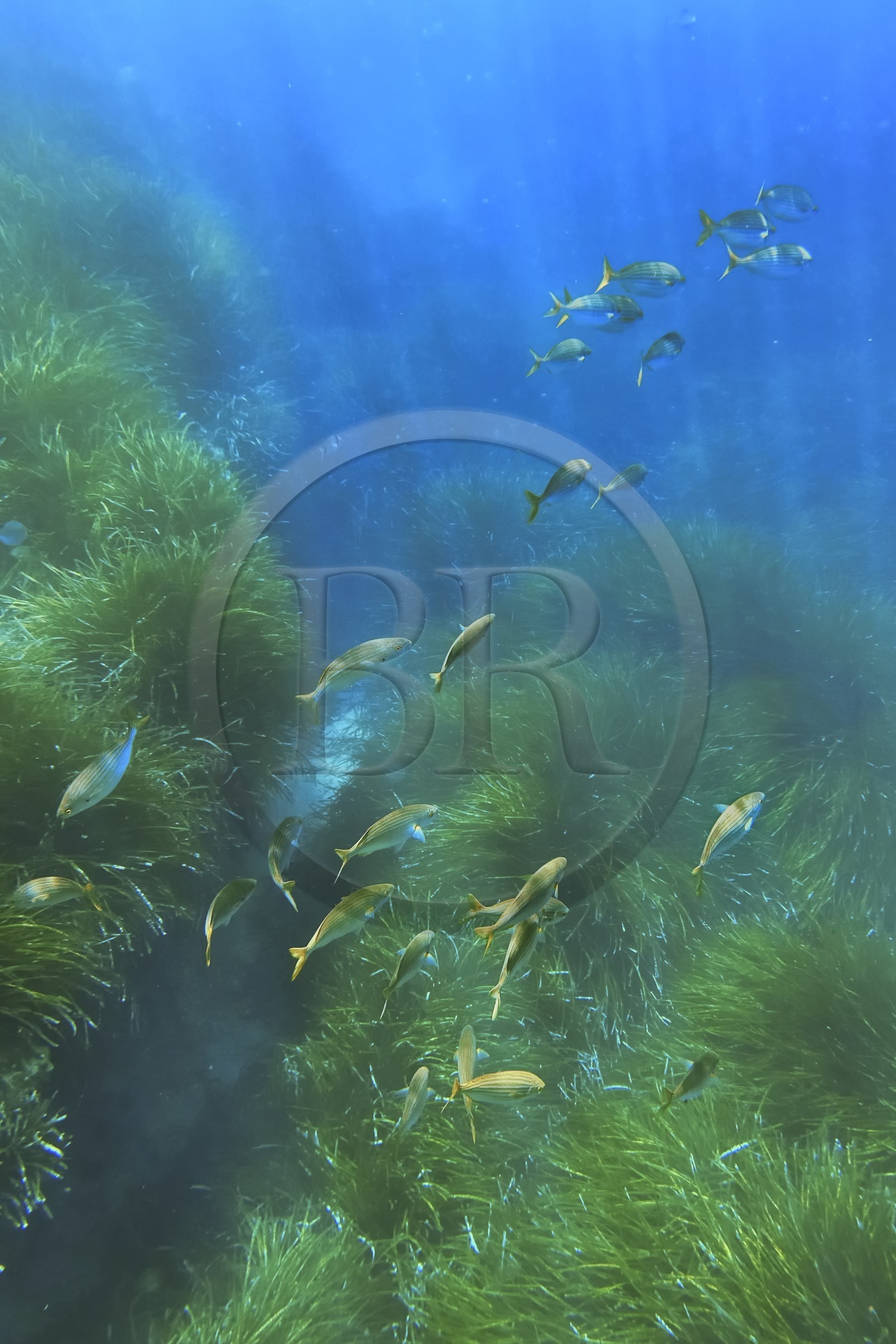 France, Var, Le Rayol Canadel sur Mer, Domaine du Rayol, Jardin des Mediterranees, Conservatoire du Littoral Estate compulsory mention, the marine path, Posidonia herbarium and saupes bank