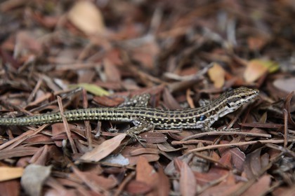 France, Haute Corse, Nebbio, Agriates Desert, lizard