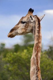 Namibie, région de Oshikoto, Parc National d'Etosha, girafe (Giraffa camelopardalis)