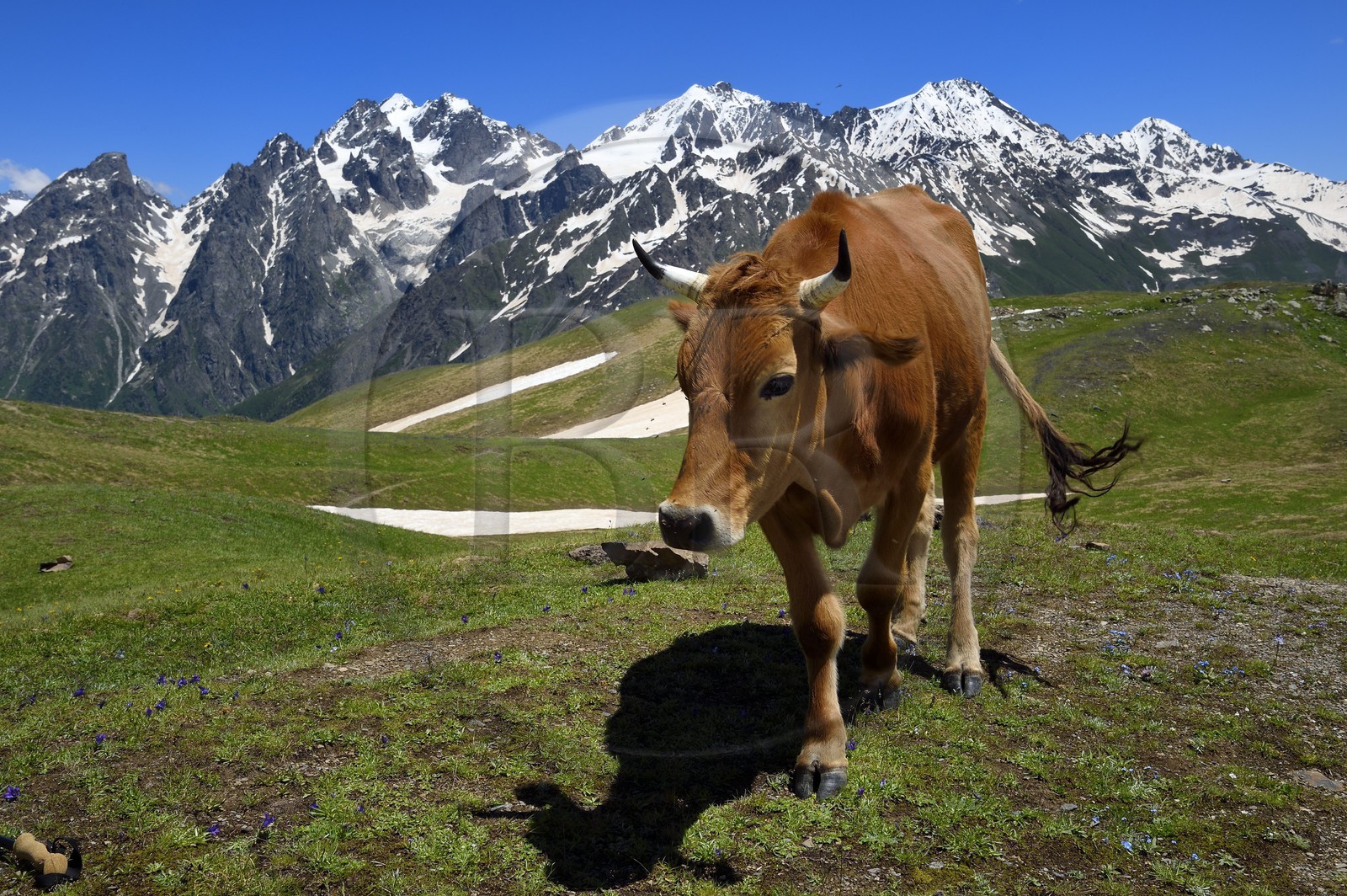 Géorgie, Haute Svanétie (Zemo Svaneti), Mestia, vache au bord du lac Koruldi sur les contrefort du mont Ouchba (Ushba)