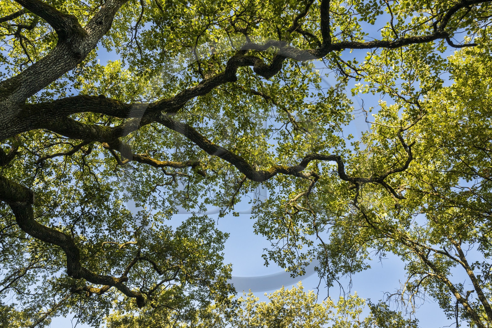France, Var (83), Provence Verte, Bras, Académie du Bain de Forêt Provençale, forêt du domaine Le Peyrourier - une campagne en Provence