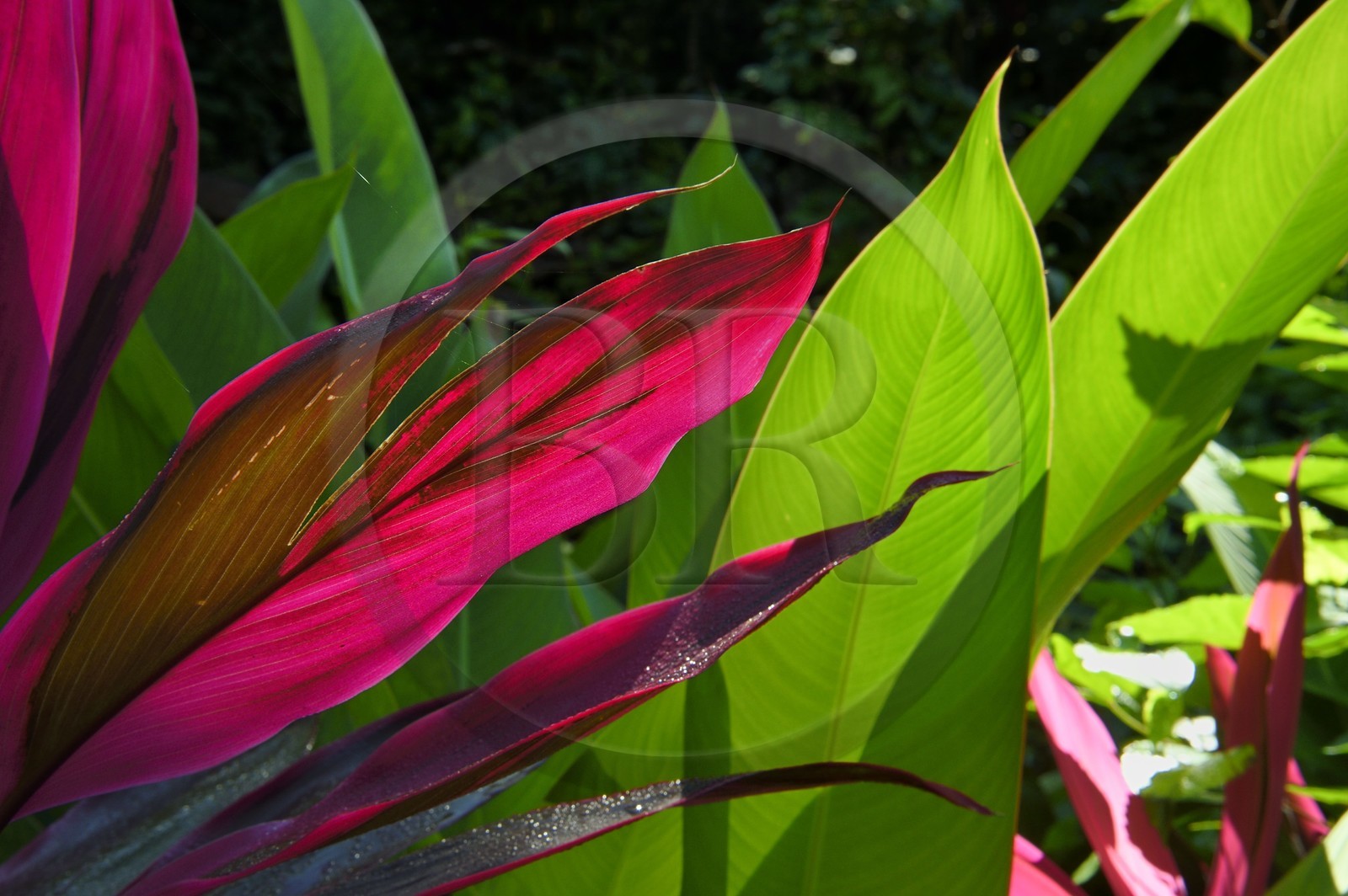 Caraïbes, Ile de la Dominique, Portsmouth, les rives de l'Indian River, Roseau des Indes ou Foulard (Cordyline fruticosa)