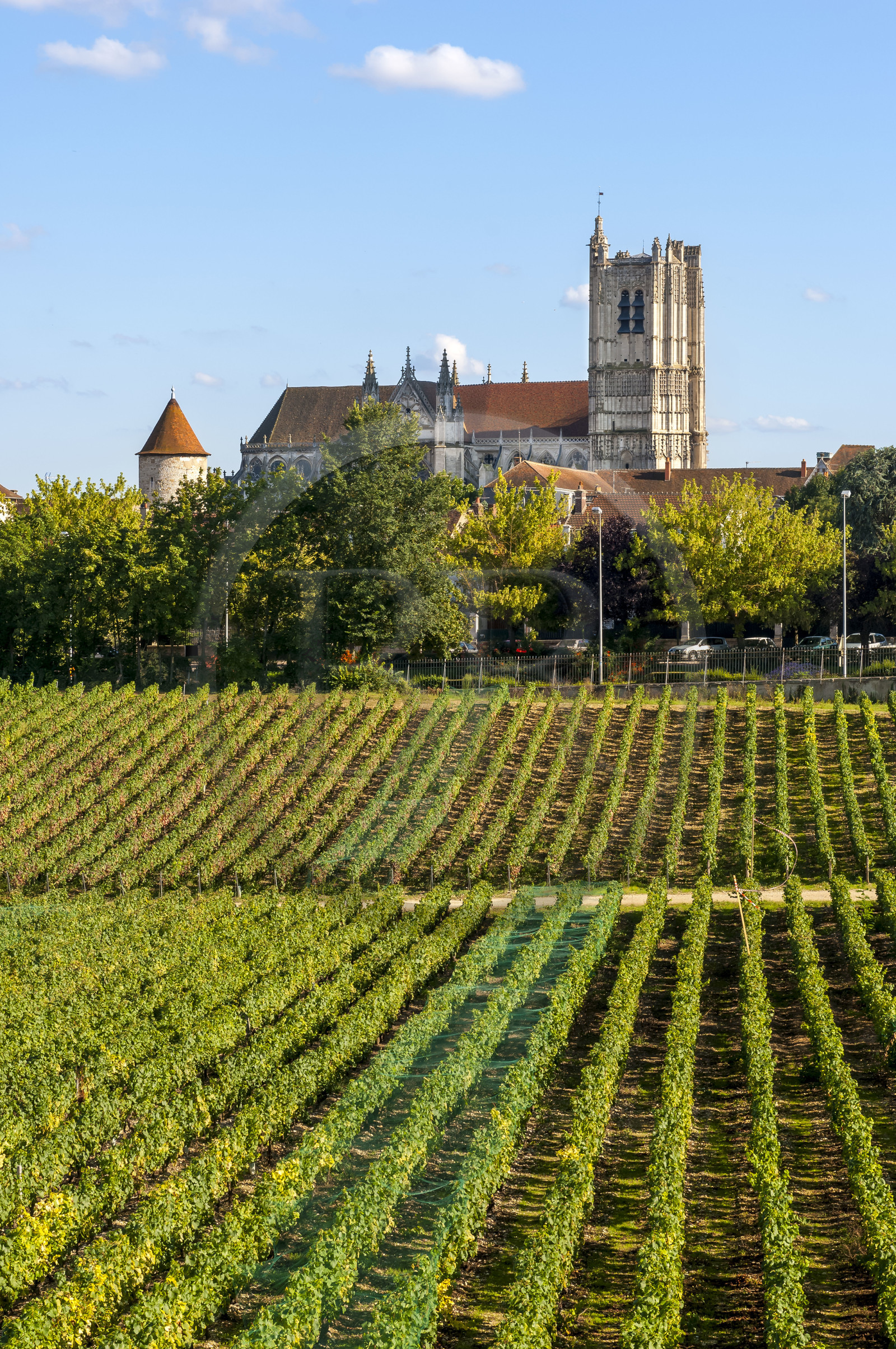 France, Yonne (89), Auxerre, vignes du Clos de la Chaînette (dans le centre hospitalier spécialisé de l'Yonne) et l'abbaye Saint-Germain