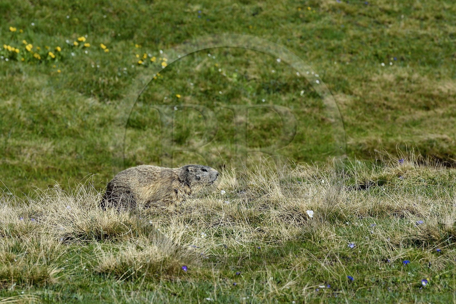 France, Alpes-de-Haute-Provence (04), Uvernet-Fours, parc national du Mercantour, vallée de l'Ubaye, col de la Cayolle (2326 m), marmotte des Alpes (Marmota marmota) sur la pelouse alpine