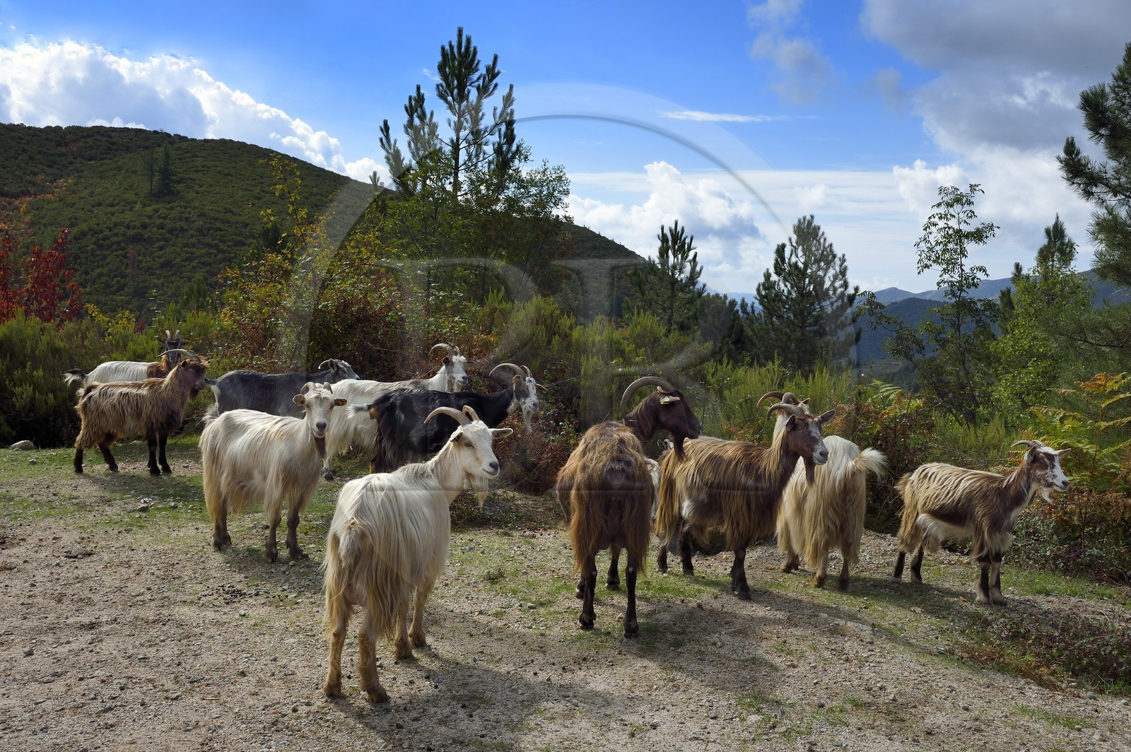 France, Corse du Sud, Prunelli river valley, Bastelica, herd of goats on the roadside