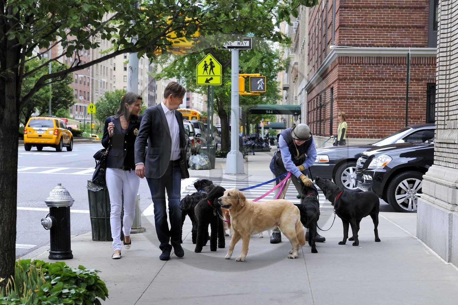 Etats-Unis, New York, Manhattan, Upper East Side, promeneuse professionnelle de chiens sur Park avenue