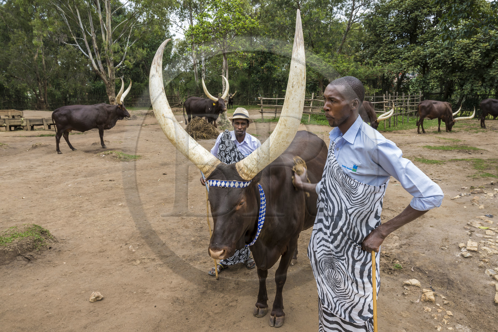 Rwanda, Province du Sud, Nyanza, musée du Palais royal Rukari, vaches royales à longues cornes appellée Inyambo ou watusi
