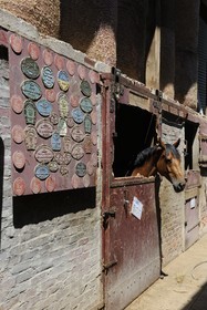 France, Saône et Loire (71), Cluny, l'élevage de Merzé, martinot.fr