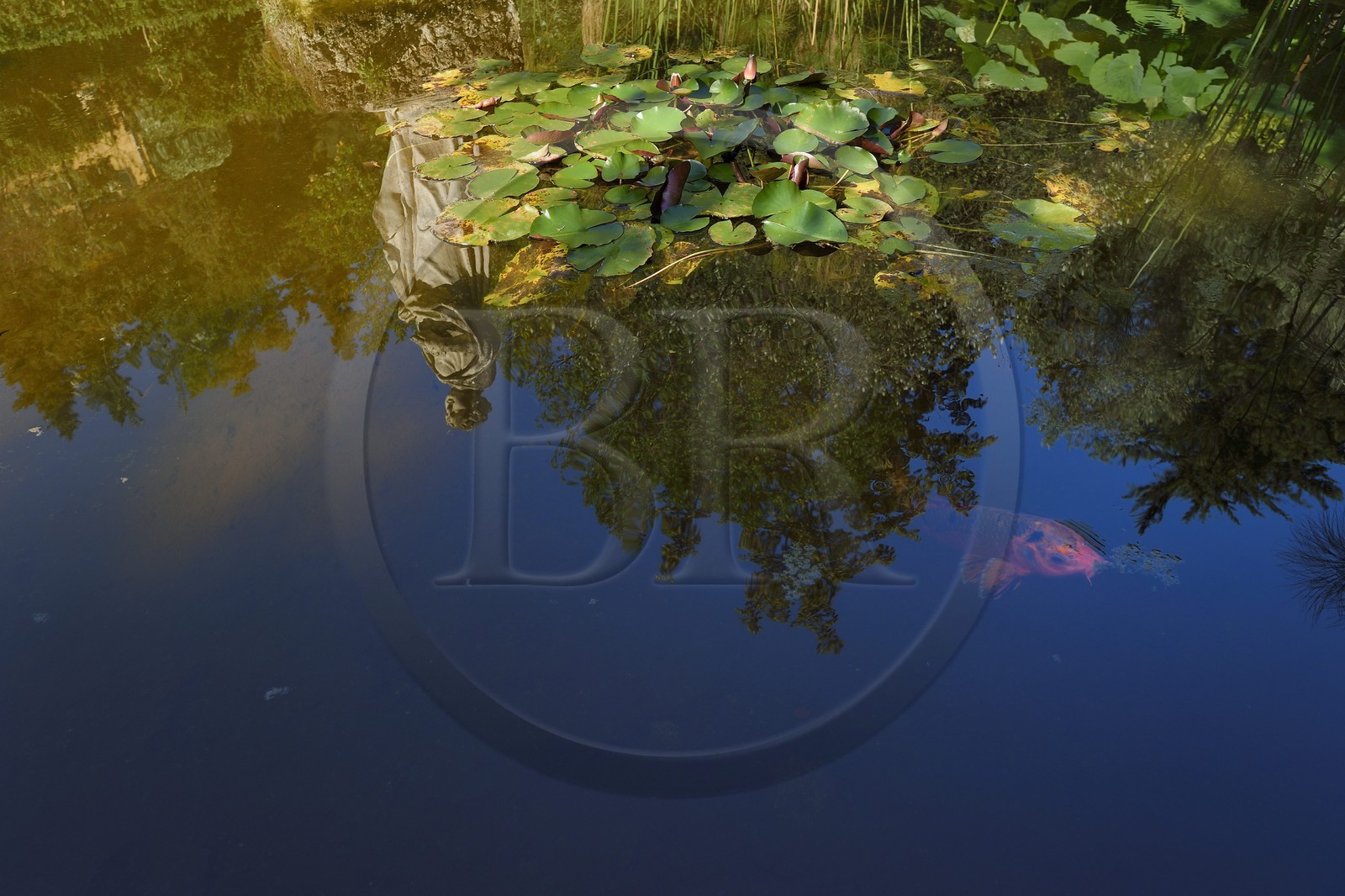 France, Alpes-Maritimes (06), Menton, reflet d'une statue et carpe koï dans le Jardin Serre de la Madone