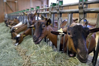 France, Bas Rhin, Northern Vosges Regional Natural Park, Obersteinbach, the goat farm at La Ferme du Steinbach