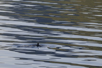 Norvège, Nordland, iles des Westeralen, dos de baleine