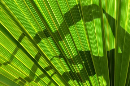 France, Ile de la Reunion, Petite Ile, jardin tropical, palme de palmier