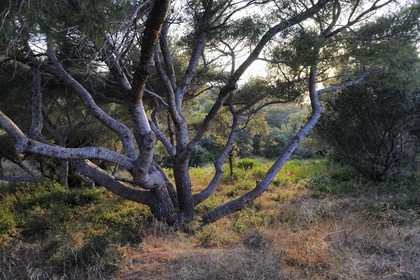 France, Var (83), presqu'île de Giens, végétation typique de la côte vers la Tour Fondue