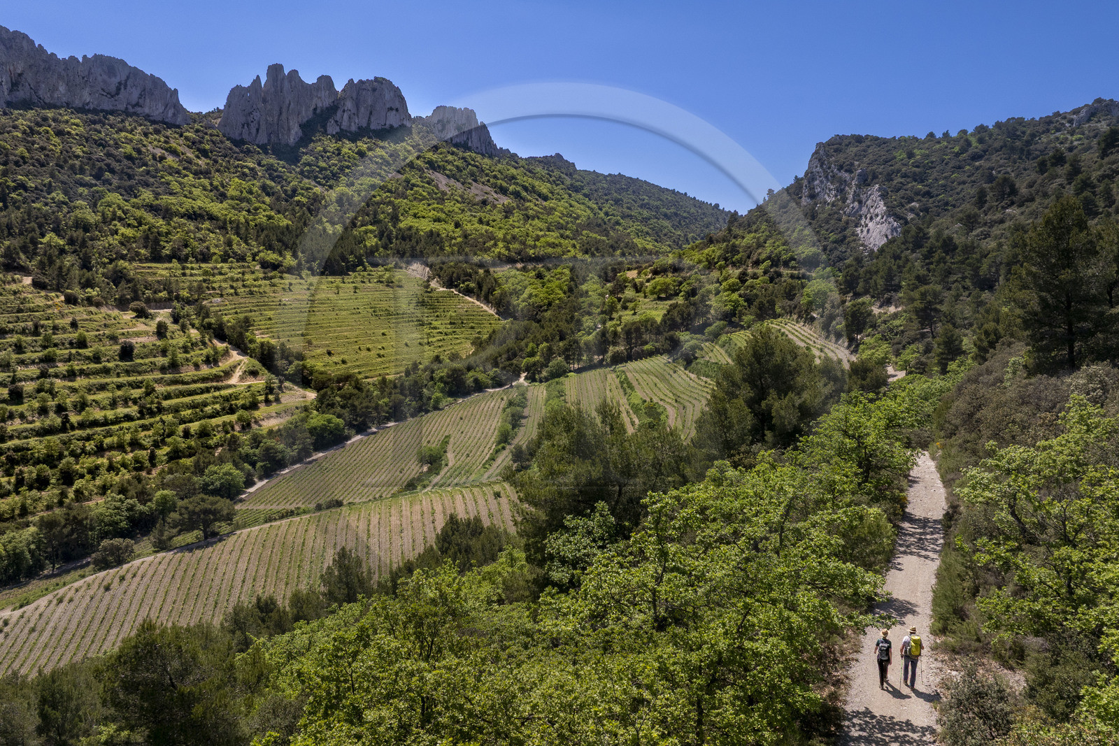 France, Vaucluse (84), Dentelles de Montmirail, Gigondas, randonneurs sur un sentier longeant les Dentelles Sarrasines au coeur du massif et les vignobles en restanques (vue aérienne)