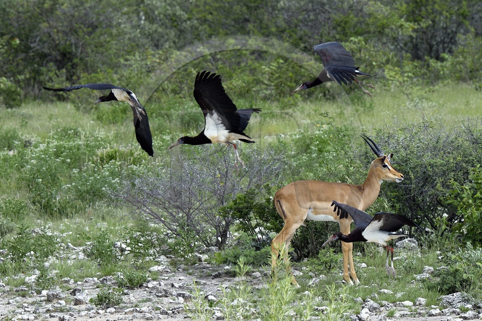 Namibie, région de Oshikoto, Parc National d'Etosha, impalas à face noire mâle (Aepyceros melampus petersi) et Cigogne d'Abdim ou Cigogne à ventre blanc (Ciconia abdimii)