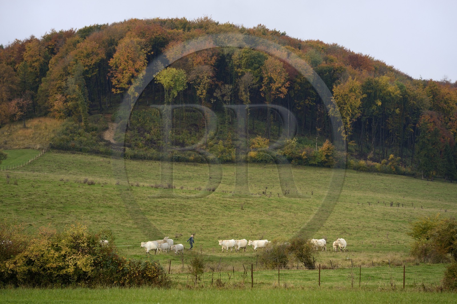 France, Meuse, Cotes de Meuse, Chatillon-sous-les-Cotes, herd of cows near the forest