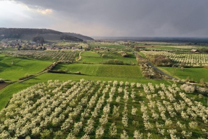 France, Meuse, Lorraine Regional Park, Cotes de Meuse, Vigneulles les Hattonchatel, mirabelliers (cherry-plum trees) in bloom, the village of Vieville sous les Cotes in the background on the left (aerial view)