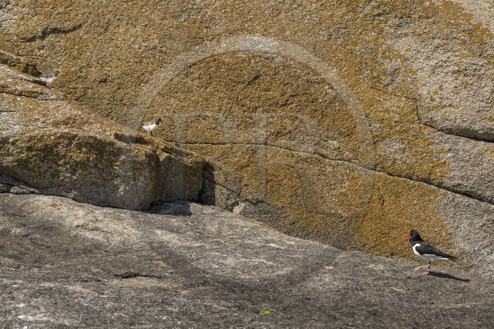 France, Finistère (29), Pays des Abers, Ile Vierge dans l'archipel de Lilia, huitrier pie (Haematopus ostralegus)