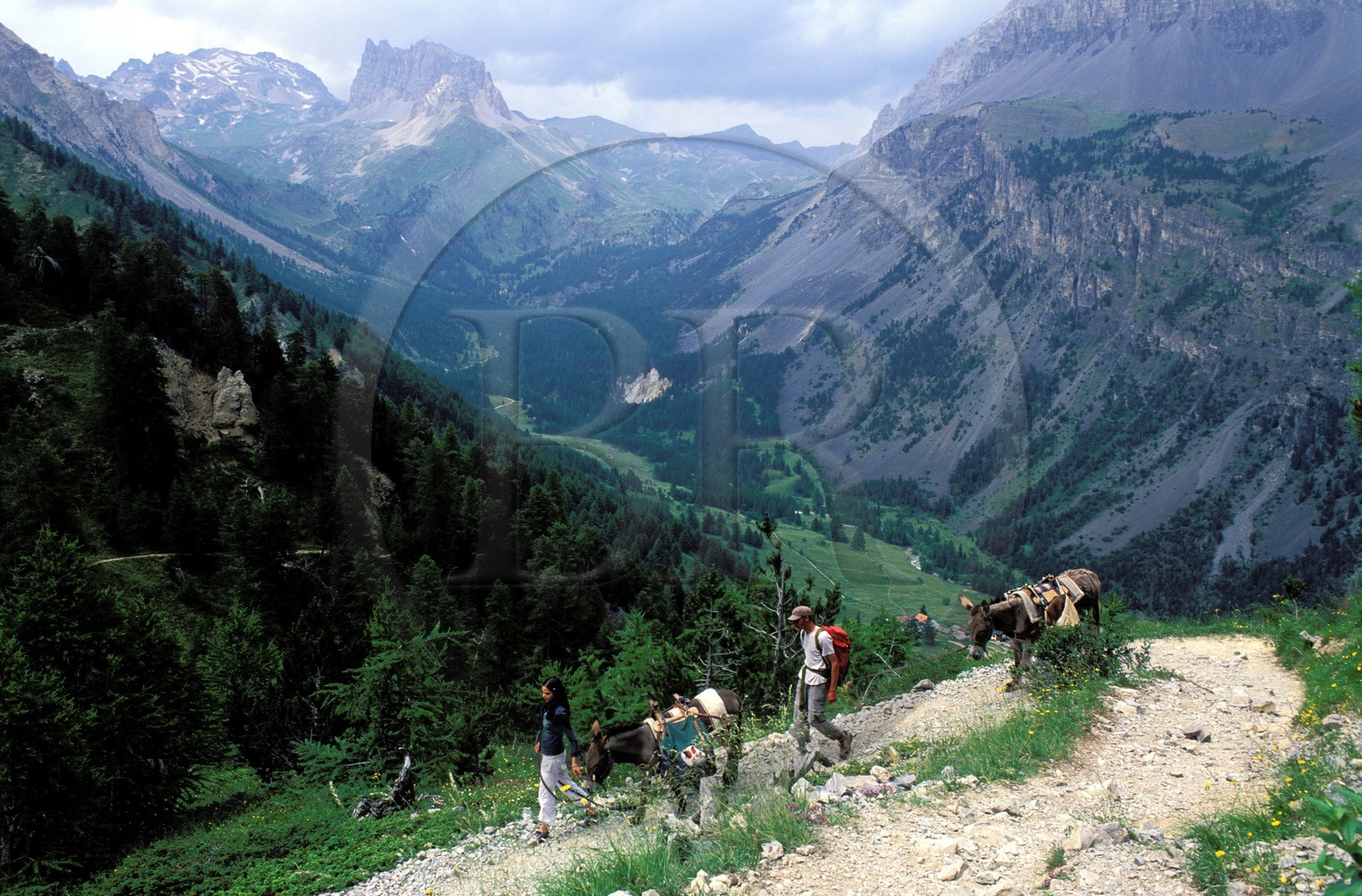 France, Hautes-Alpes (05), randonnée avec ânes sur un sentier de la Vallée Etroite au nord de Briançon