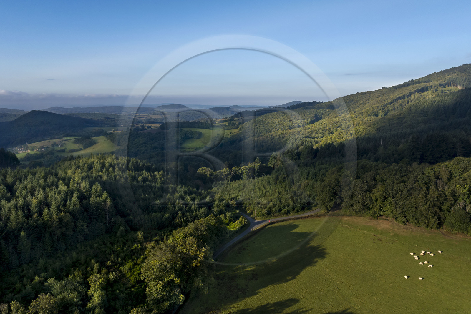 France, Saone et Loire, regional natural park of Morvan, Saint Leger sous Beuvray, cows in the meadows and valleys at the foot of Mont Beuvray (aerial view)