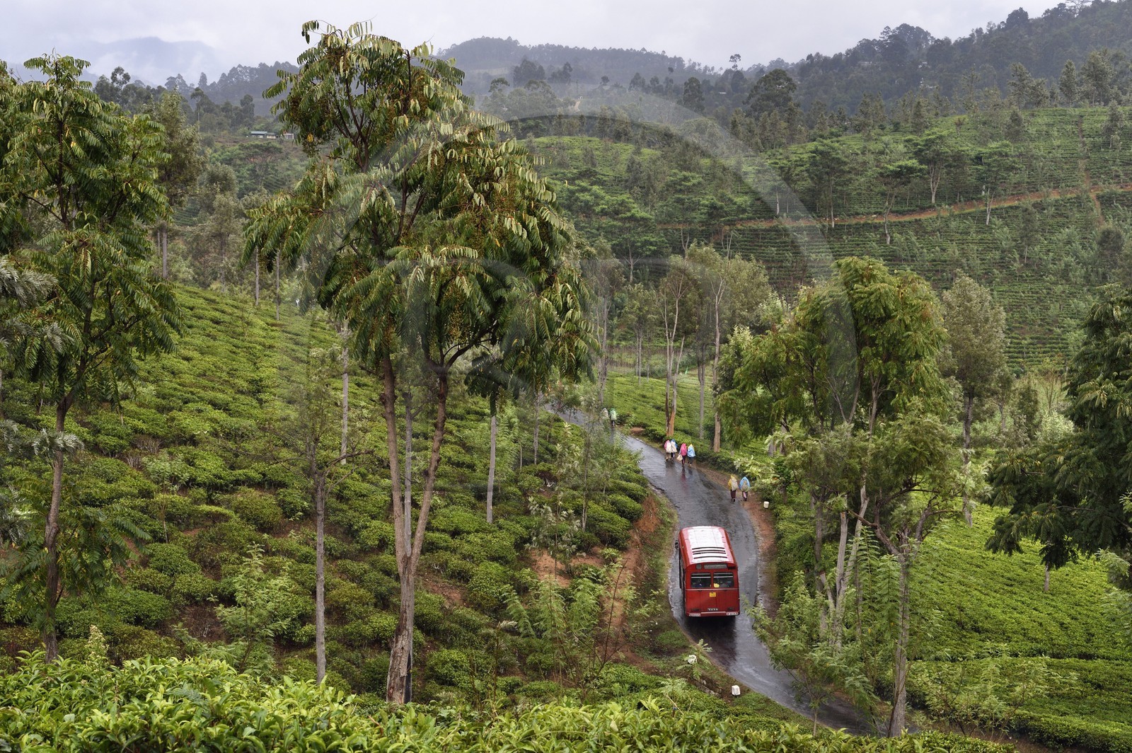 Sri Lanka, Province d'Uva, Bandarawela, plantation de thé et cueilleuses de thé sur Poonagala road