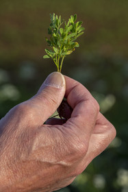 France, Haute-Loire (43), Bouchet-Saint-Nicolas, randonnée avec un âne sur le chemin de Stevenson (GR 70), plante de lentilles vertes du Puy