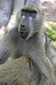 Zimbabwe, province de Matabeleland septentrional, Victoria Falls, babouin chacma (Papio ursinus)