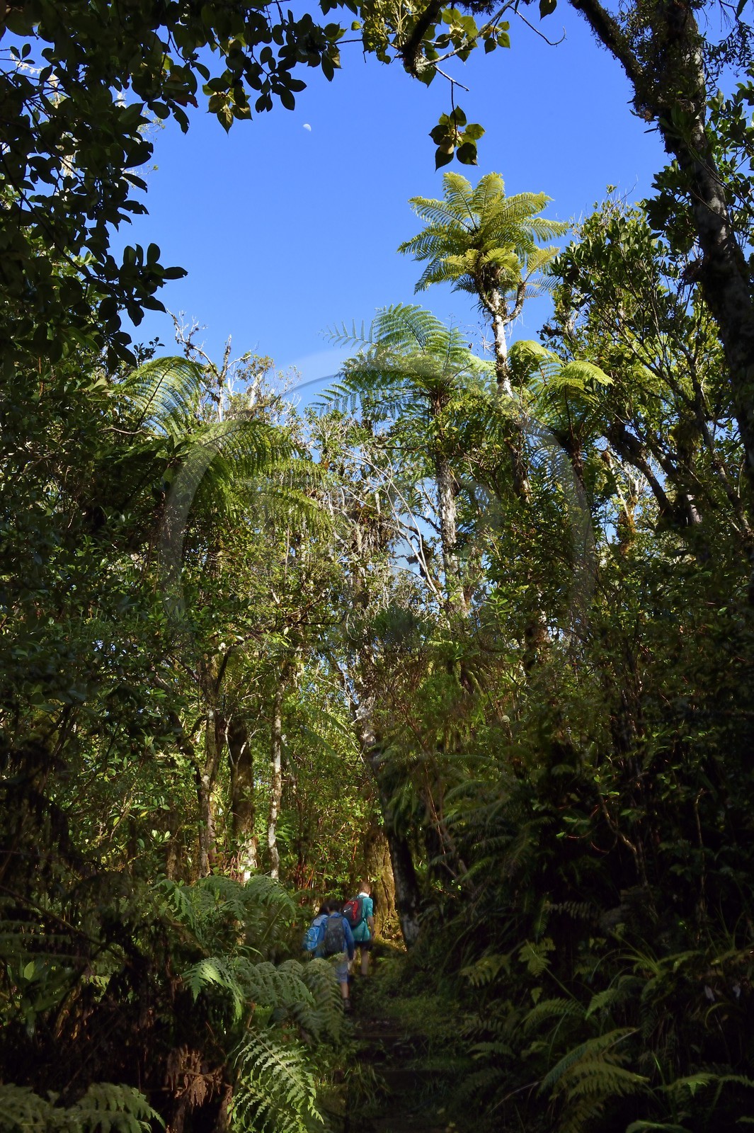 France, Reunion island (French overseas department), Saint Benoit, Parc National de La Reunion (Reunion National Park), listed as World Heritage by UNESCO, Bebour forest, ferns on the Piton Bebour trail
