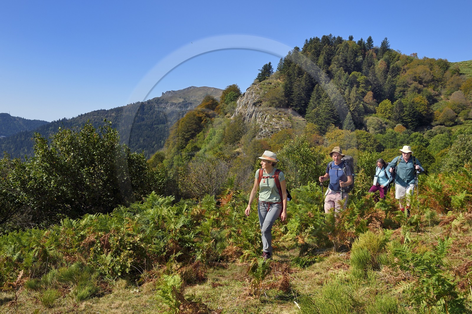 France, Cantal (15), Parc Naturel Régional des Volcans d'Auvergne, Laveissière, sur le chemin de Saint-Jacques de Compostelle par la Via Arverna, randonneurs sur les estives des pentes du Puy de Seycheuse, le Rocher du Bec de l'Aigle en arrière plan lointain