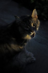 France, Ile de la Reunion, chat Main coon